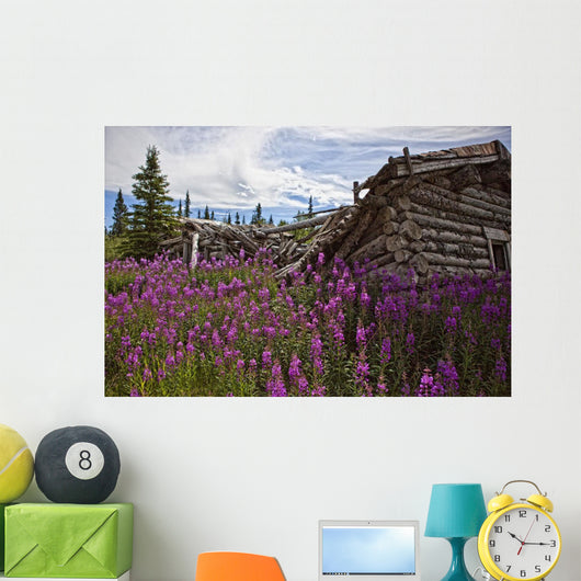 Old Trappers Cabin Surrounded By Fireweed At Silver City, Yukon Wall Mural