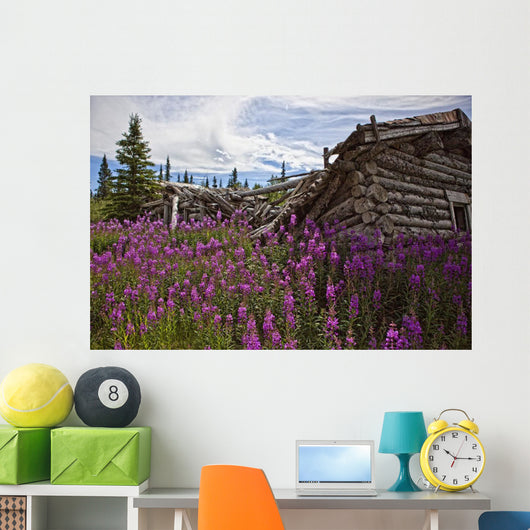 Old Trappers Cabin Surrounded By Fireweed At Silver City, Yukon Wall Mural