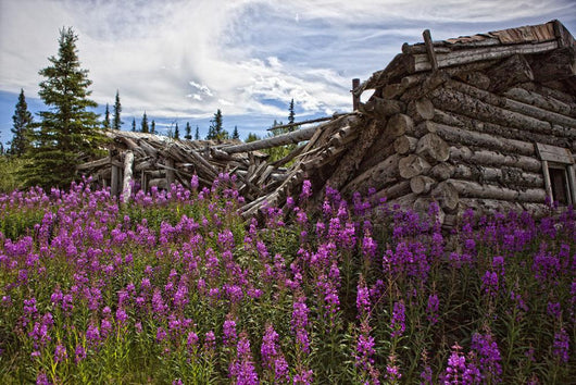 Old Trappers Cabin Surrounded By Fireweed At Silver City, Yukon Wall Mural