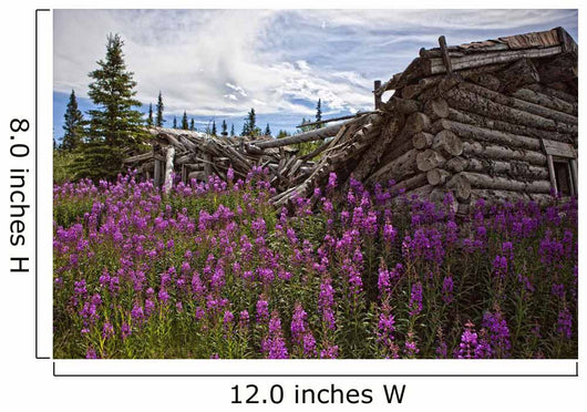 Old Trappers Cabin Surrounded By Fireweed At Silver City, Yukon Wall Mural