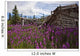Old Trappers Cabin Surrounded By Fireweed At Silver City, Yukon Wall Mural