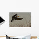 Double Crested Cormorant Coming In For Landing Wall Mural