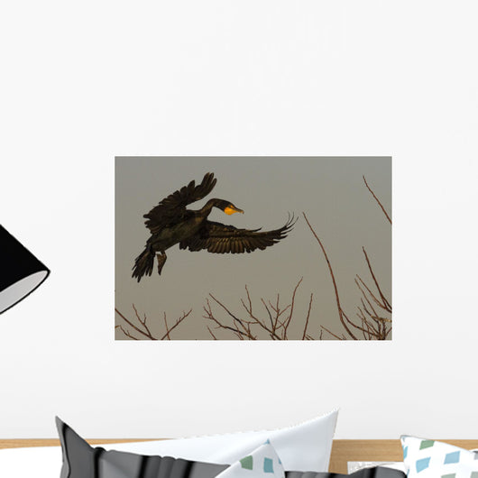 Double Crested Cormorant Coming In For Landing Wall Mural