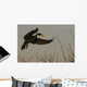 Double Crested Cormorant Coming In For Landing Wall Mural