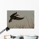 Double Crested Cormorant Coming In For Landing Wall Mural