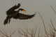 Double Crested Cormorant Coming In For Landing Wall Mural