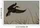 Double Crested Cormorant Coming In For Landing Wall Mural