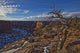 Image Of Tree With Vibrant Blue Sky On The Rim On Canyon De Chelley Wall Mural