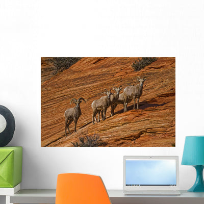 Bighorn Sheep Zion National Wall Mural shown on a wall