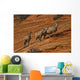 Bighorn Sheep, Zion National Park, Utah Wall Mural