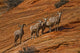 Bighorn Sheep, Zion National Park, Utah Wall Mural
