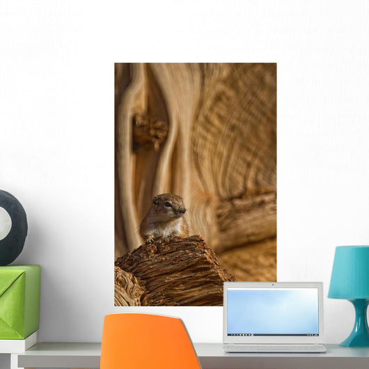 Ground Squirrel At Monument Valley, Arizona Wall Mural