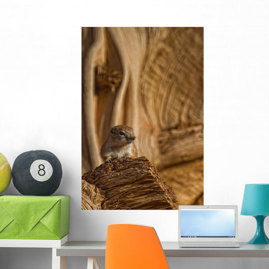 Ground Squirrel At Monument Valley, Arizona Wall Mural