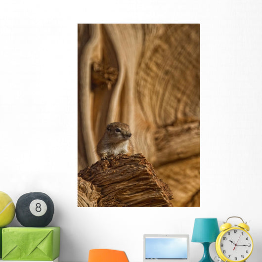 Ground Squirrel At Monument Valley, Arizona Wall Mural