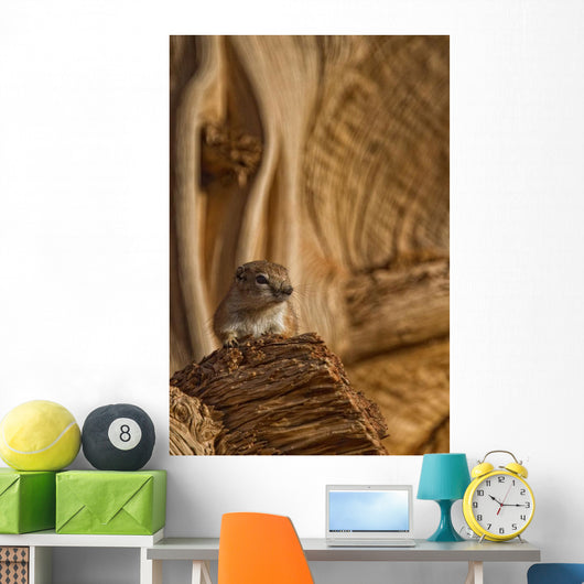 Ground Squirrel At Monument Valley, Arizona Wall Mural