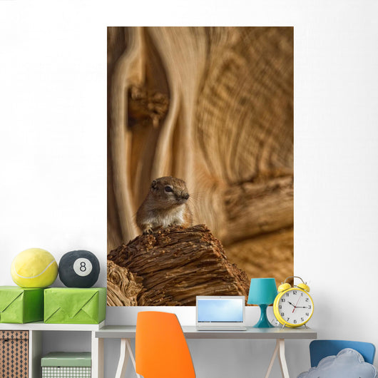 Ground Squirrel At Monument Valley, Arizona Wall Mural