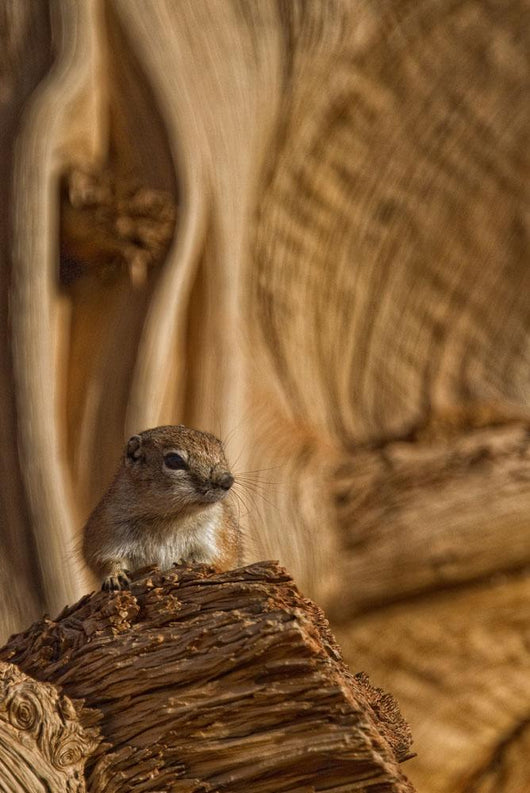 Ground Squirrel At Monument Valley, Arizona Wall Mural