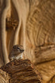 Ground Squirrel At Monument Valley, Arizona Wall Mural