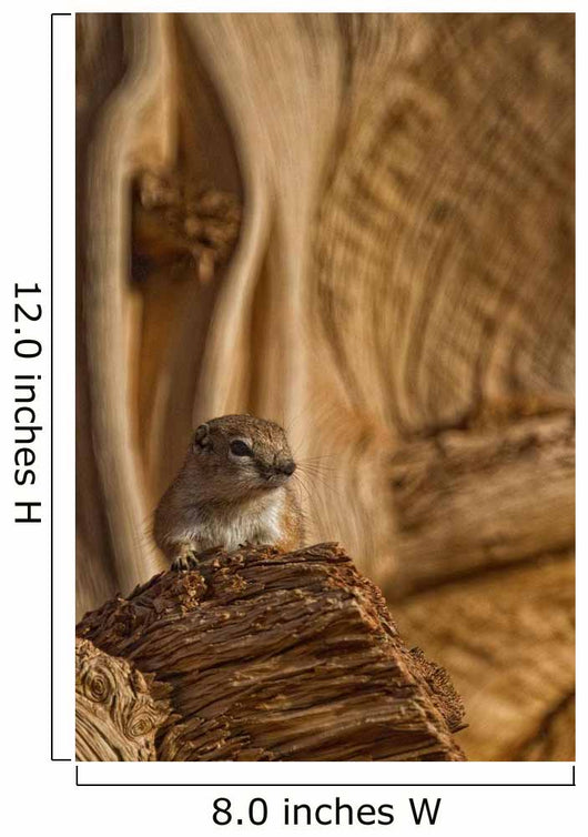 Ground Squirrel At Monument Valley, Arizona Wall Mural