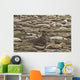 Male Elephant Seal Barking Amidst Females Wall Mural