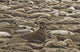 Male Elephant Seal Barking Amidst Females Wall Mural