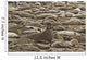 Male Elephant Seal Barking Amidst Females Wall Mural