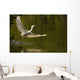 Snowy Egret Fishing In Florida Wall Mural