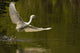 Snowy Egret Fishing In Florida Wall Mural