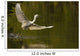 Snowy Egret Fishing In Florida Wall Mural