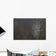 Spider Web Covered In Dew Drops, Florida Wall Mural