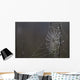 Spider Web Covered In Dew Drops, Florida Wall Mural