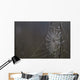 Spider Web Covered In Dew Drops, Florida Wall Mural
