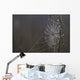 Spider Web Covered In Dew Drops, Florida Wall Mural