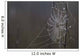 Spider Web Covered In Dew Drops, Florida Wall Mural