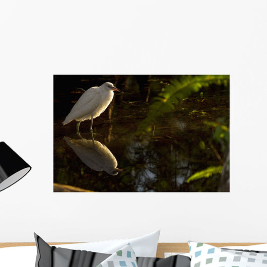 Snowy Egret, Florida Wall Mural
