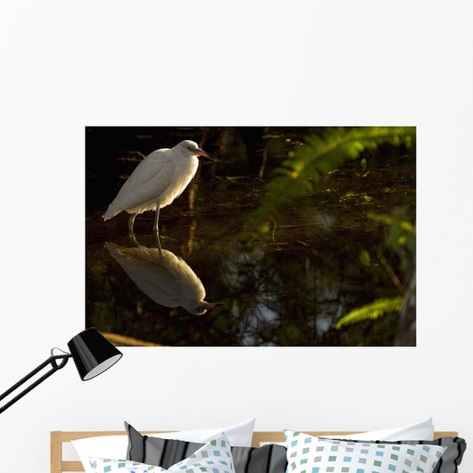 Snowy Egret, Florida Wall Mural