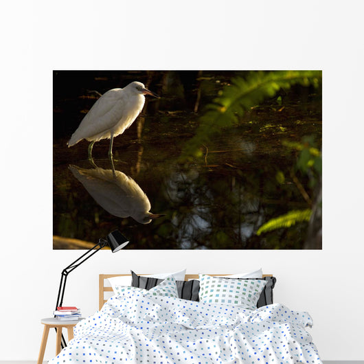 Snowy Egret, Florida Wall Mural
