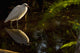 Snowy Egret, Florida Wall Mural