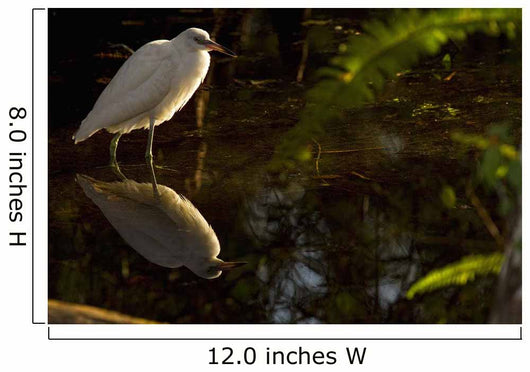 Snowy Egret, Florida Wall Mural