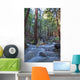 Stream In Limekiln State Park, California Wall Mural
