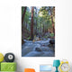 Stream In Limekiln State Park, California Wall Mural