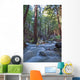 Stream In Limekiln State Park, California Wall Mural