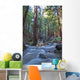Stream In Limekiln State Park, California Wall Mural