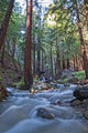 Stream In Limekiln State Park, California Wall Mural