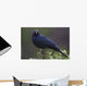 Blackbird, Starling Wall Mural