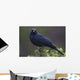 Blackbird, Starling Wall Mural