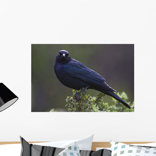 Blackbird, Starling Wall Mural