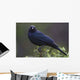 Blackbird, Starling Wall Mural