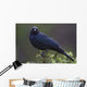 Blackbird, Starling Wall Mural