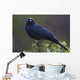 Blackbird, Starling Wall Mural